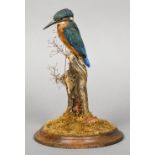 A taxidermy specimen of a Kingfisher (Alcedo atthis) In a naturalistic setting. 26 cm high.