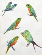 ENGLISH SCHOOL (20th century) Budgerigar Studies Watercolours The larger 23.