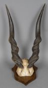 A taxidermy specimen of a preserved kudu's horns (Tragelaphus strepsicerous) Mounted on a wooden