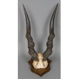 A taxidermy specimen of a preserved kudu's horns (Tragelaphus strepsicerous) Mounted on a wooden