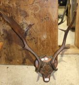 A set of mounted deer antlers
