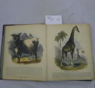 Natural History book plates, hand coloured,
