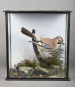An early 20th century taxidermy specimen of an Eurasian Jay by William Farren,