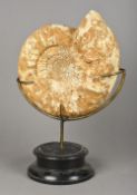 A large fossilized ammonite Of typical form, mounted on a later display stand. 32 cm high.