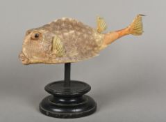 A large taxidermy preserved box fish specimen Of typical form,