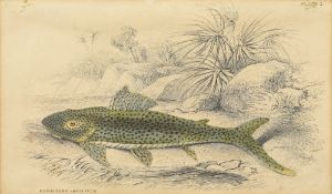 WILLIAM HOLME LIZARS (1788-1859) British Hypostoma Squalinum and Serrasalmo Emarginatus Coloured