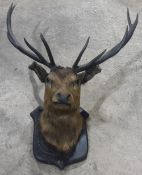 A mounted taxidermy specimen of a red deer stag's head