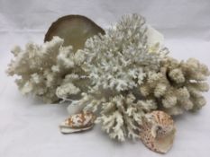 A quantity of coral specimens etc