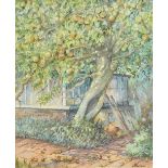 JOAN FRANCIS (born 1912) British The Old Apple Tree Watercolour Signed 19.5 x 24.
