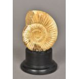 A fossilized ammonite specimen Of typical form, mounted on a later display plinth. 12 cm high.