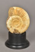 A fossilized ammonite specimen Of typical form, mounted on a later display plinth. 12 cm high.