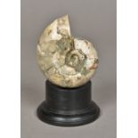 A fossilized ammonite specimen Of typical form, mounted on a later display plinth.