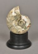 A fossilized ammonite specimen Of typical form, mounted on a later display plinth.