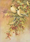 NEIL COX (born 1955) British (AR) Waxwings Watercolour heightened with bodycolour Signed,