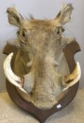 An early 20th century preserved taxidermy specimen of an African warthog Mounted on an oak shield.