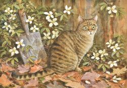 NEIL W COX (born 1955) British (AR) Tabby Kitten Watercolour Signed, old label for Wren Gallery,