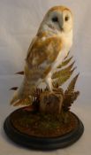 A modern taxidermy specimen of a Barn Owl (Tyko alba) In a naturalistic setting under a glazed dome;