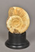 A fossilized ammonite specimen