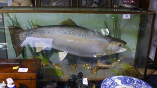 A cased taxidermy specimen of a trout