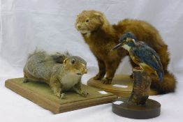 Three taxidermy specimens; a squirrel,