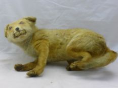 A taxidermy specimen of a fox