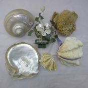 A quantity of vintage shell specimens