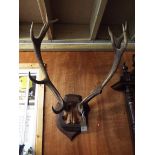 A mounted set of early 20thC twelve point stag antlers with label to verso for D.