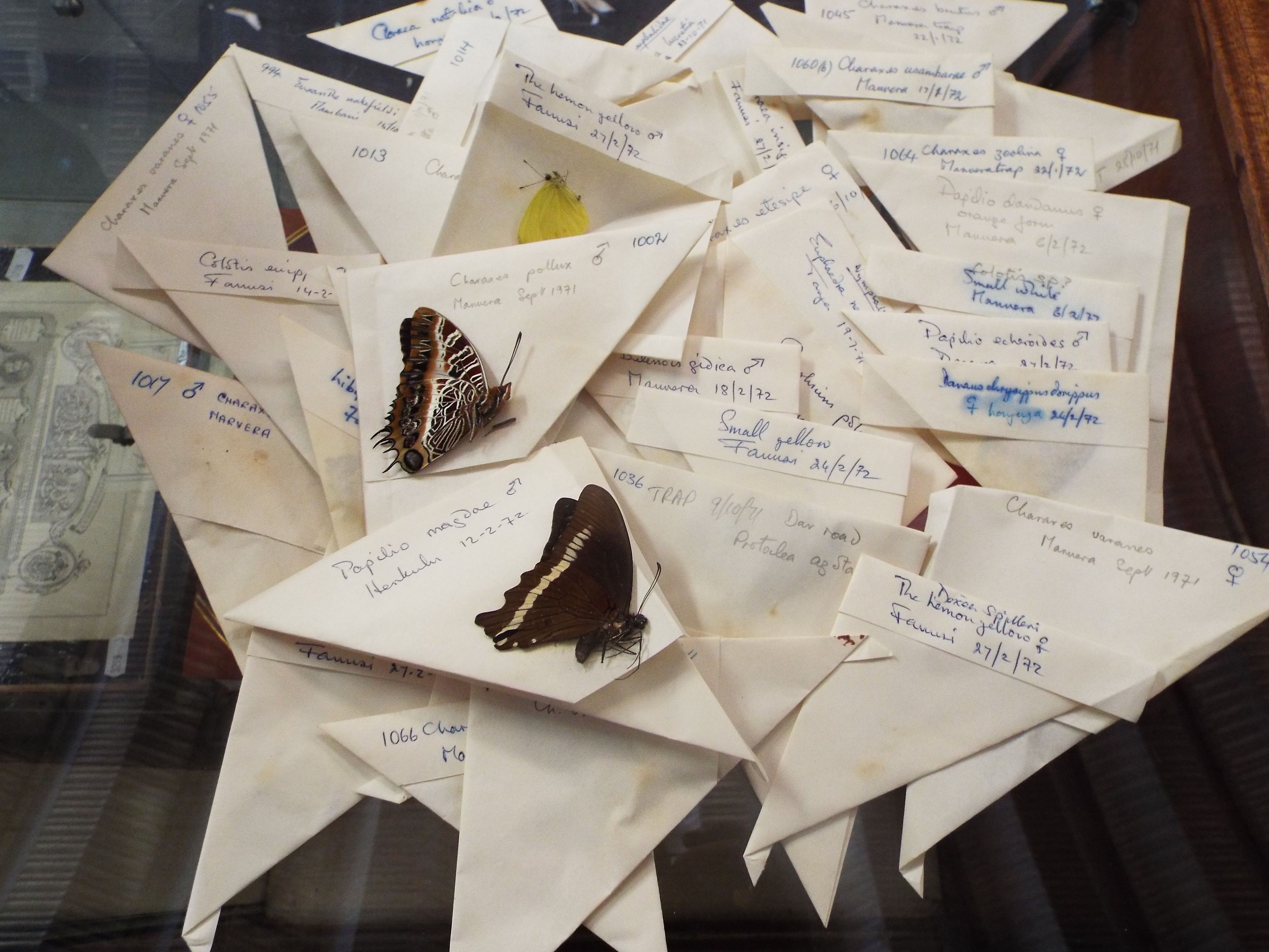 A large selection of taxidermy butterfly's and moths all in white paper envelopes