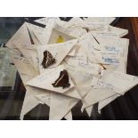 A large selection of taxidermy butterfly's and moths all in white paper envelopes