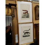 Two large natural history interest bookplate engravings with handcoloured detail; 'Lemur,