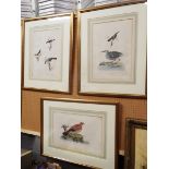 Three antique ornithology interest bookplate engravings with handcoloured detail; 'Columba rosea',