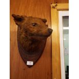 A taxidermy study of a fox head mounted on an oak shield inscribed 'West Somerset Fox Hounds,