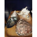 A selection of large sea shells to include nautilus,