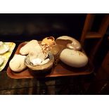 A selection of sea shells to include large nautilus, paua,