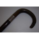 Horn handled walking cane with silver hallmarked collar