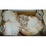 Small box of scallop shells