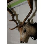 Taxidermy head mount study of a fallow d