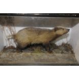 Victorian cased taxidermy study of a bad