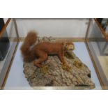 Cased taxidermy study of a red squirrel