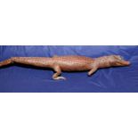 Taxidermy study of a cayman crocodile (t