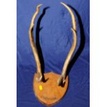 Pair of mounted deer antlers on oak shie