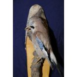Taxidermy study of a Jay bird mounted on