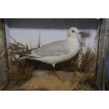 Edwardian taxidermy study of a cased sea