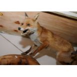 Taxidermy study of a fox mounted on log