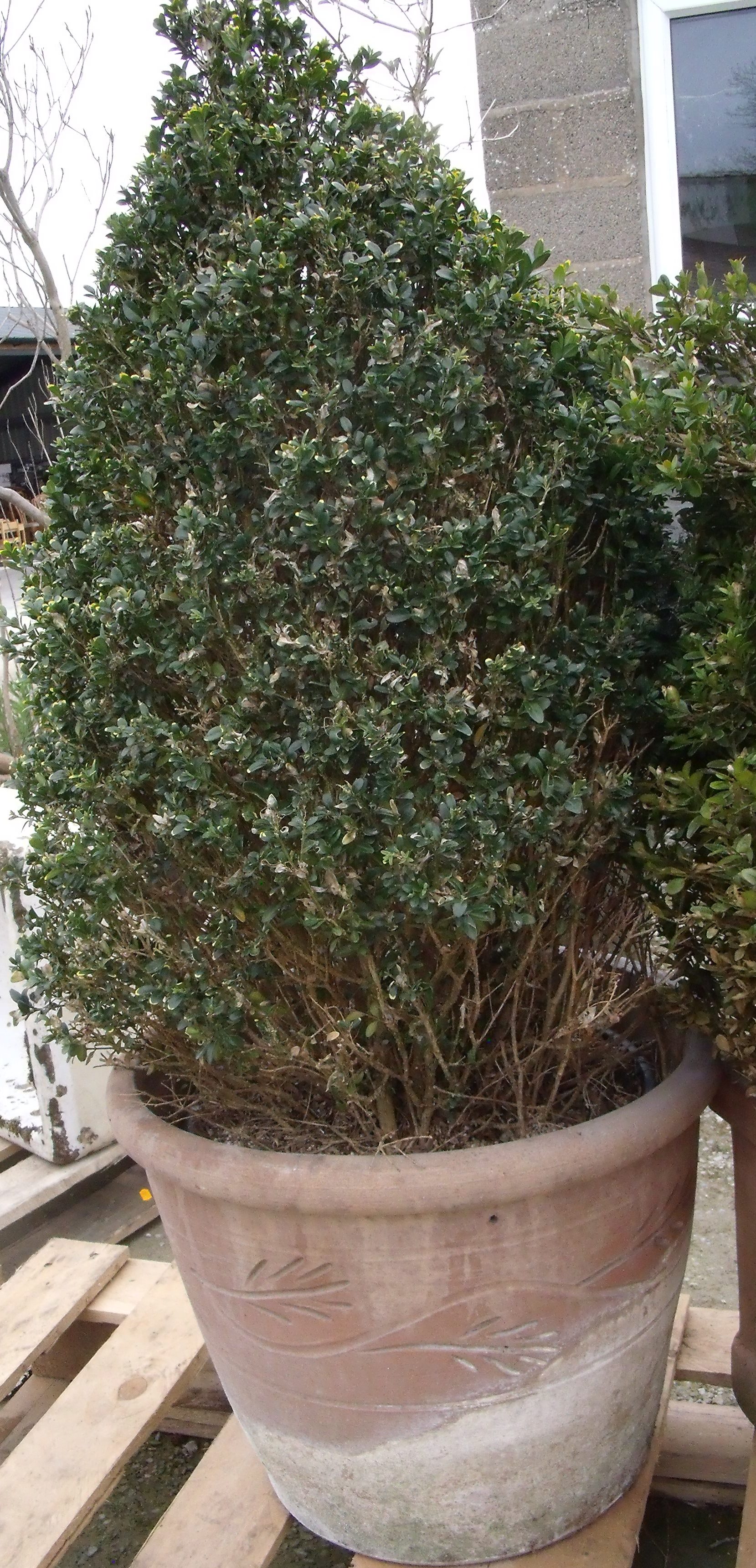 Large box tree in a ceramic pot