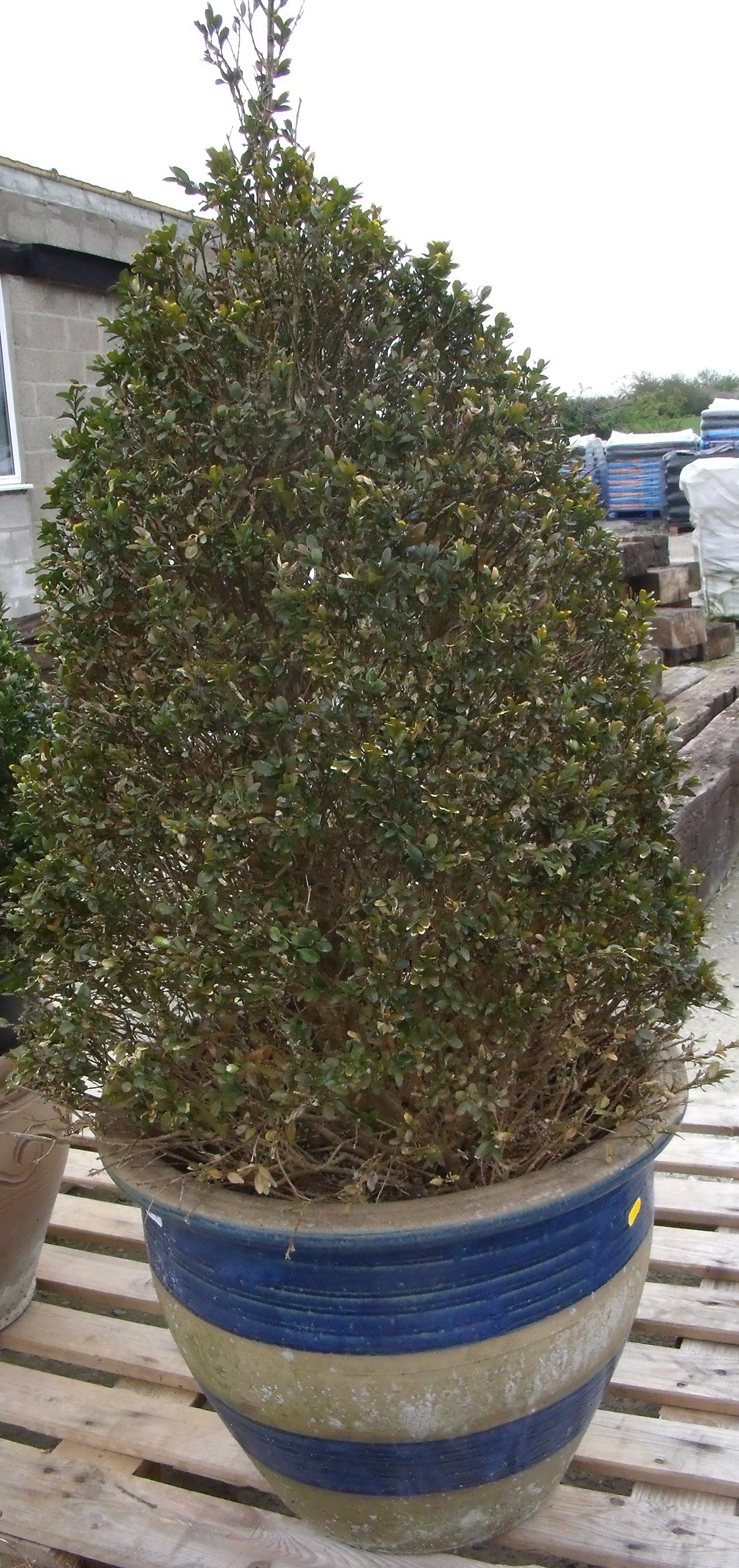 Large box tree in a ceramic pot