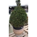 Large box tree in a ceramic pot