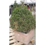 Large box tree in a ceramic pot