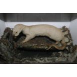 Large Victorian cased taxidermy study of