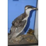 Edwardian cased taxidermy study of a you